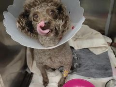 -伟伟宠物医院·CT影像中心·瑞派犬猫综合性门诊(汉口总院)