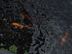 -阿育王寺素斋馆