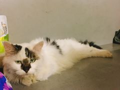 -彩虹桥宠物火化殡葬善终服务(金乐大厦店)