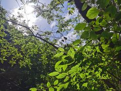 -陕西省红河谷森林公园