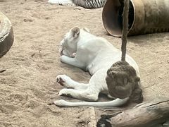 -清迈夜间动物园