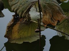 -团结湖公园