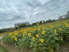 -春花秋色城市公园