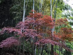 -莫干山风景区
