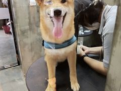 -PETKIT 小佩宠物·低压洗护·美容·寄养(安远店)