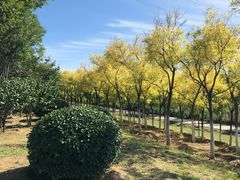 -永定河休闲森林公园