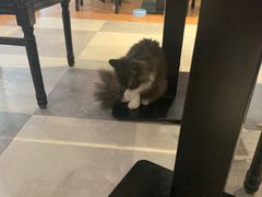 -猫小院猫主题餐厅(三里屯店)