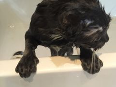 -Oh My Dog宠物沙龙(伊珊娜皮毛护理店)