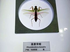 -上海昆虫博物馆