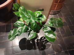 -瓦舍茶馆(聚源路店)