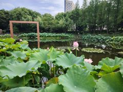 -陈家山荷花公园
