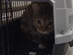 -顺强宠物诊所·狂犬免疫·夜诊·骨科(嘉定店)