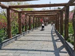 -南汇桃花村
