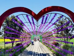 -苏州太湖西山岛开心农场