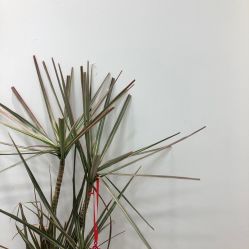-ASG Hair Salon烫染·接发
