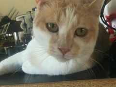 -鼓捣猫呢主题猫咖店