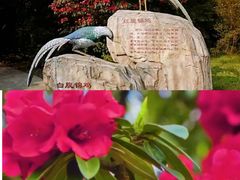 -贵州百里杜鹃风景名胜区