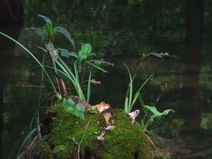 -桤木河湿地公园