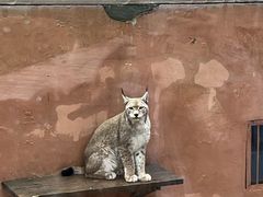 -青藏高原野生动物园