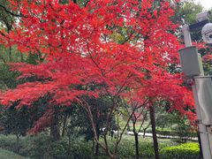 -上海佘山国家森林公园天马山园