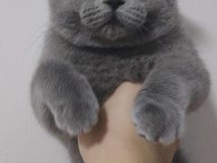 -喵zoo家庭繁育猫舍(尖东智能花园店)