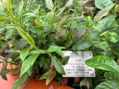 -广州神农草堂中医药博物馆