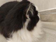 -共舞时光猫咖·狗咖(新街口店)