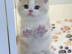 -小猫来了·猫咪专售(红山六九七九店)