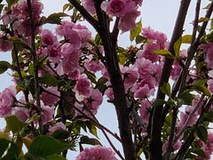 -深圳国际园林花卉博览园