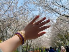 -高东镇樱花园