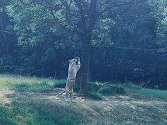 -杭州野生动物世界