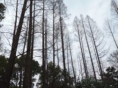 -徐家汇源景区-衡山公园