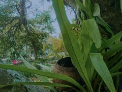 -中国科学院西双版纳热带植物园