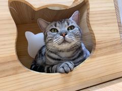 -猫和宫(六道口店)