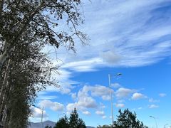 -苏家坨柳林村二月兰花海