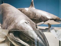 -青岛海底世界-水族馆