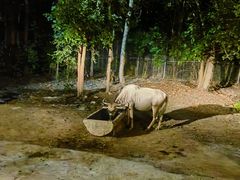 -清迈夜间动物园