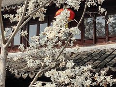 -上海醉白池公园