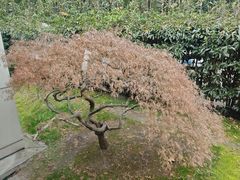 -棕榈岛海鲜自助餐厅(虹桥迎宾馆店)