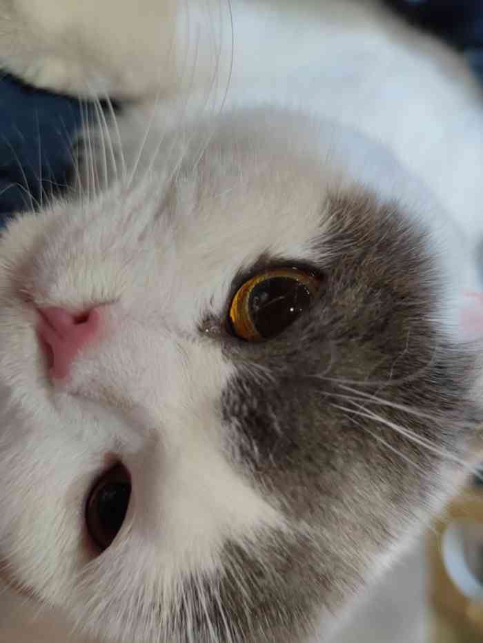 parkers cat 帕克的猫-"这家店是同学带我来的,因为当时手机坏了.