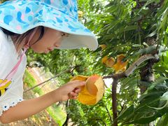 -老袁家蜜桃农场·阳山水蜜桃