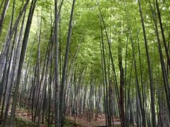 -上海佘山国家森林公园天马山园