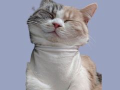 -新桥方记猪蹄