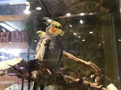 -龟与熊猫宠物公园(南坪店)