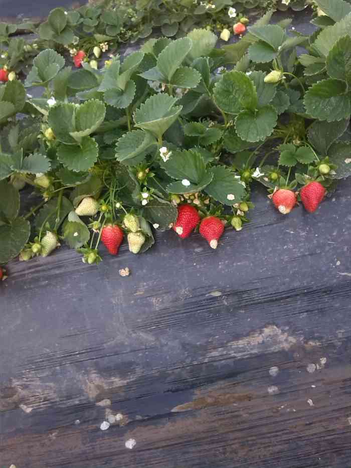 蔚蓝晴空草莓种植基地-"草莓真心不错可能就是时间缘故成熟的还不是.
