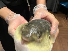 -肆月河豚·新淮扬(金融街店)