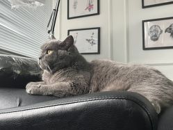 -飛凡TATTOO纹身•原创