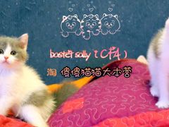 最近找新家的部分孩子们&nbsp;喜欢的朋友联系我吧-Bastet sally猫舍购宠(静安店)