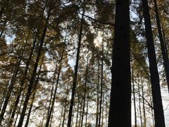 -黄海国家森林公园