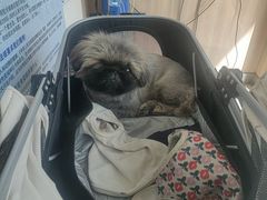 -宠福鑫康馨动物医院·骨科·眼科